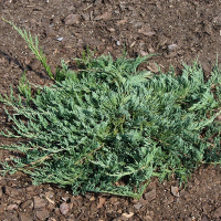 Можжевельник горизонтальный Джейд Ривер купить