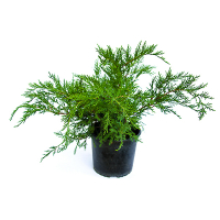 Можжевельник средний Минт Джулеп купить