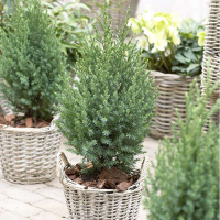 Можжевельник китайский Стрикта купить