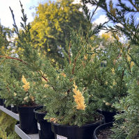 Можжевельник китайский Kaizuka Variegata купить