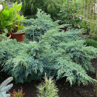 Можжевельник чешуйчатый Блю Свид купить