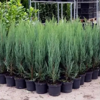 Можжевельник скальный Скайрокет купить