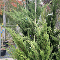 Можжевельник средний Минт Джулеп купить