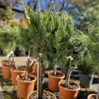 Можжевельник средний Минт Джулеп MINI STANDARD купить