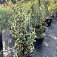 Можжевельник чешуйчатый Блю Компакт купить