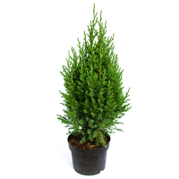 Ялівець Китайський Stricta купить