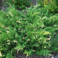 Ялівець Козацький Variegata с2 купить