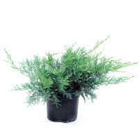 Ялівець Середній Pfitzeriana Glauca купить