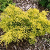 Ялівець Віргінський Golden Spring р9 купить
