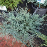 Ялівець Середній Pfitzeriana Glauca купить