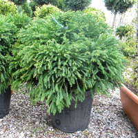 Криптомерия японская купить