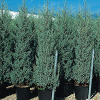 Купрессус аризонский Фастигиата купить