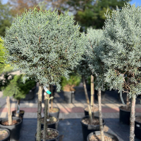 Кипарис аризонский Фастигиата на штамбе купить