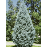 Купрессус аризонский Фастигиата купить