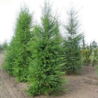 Лиственница японская купить