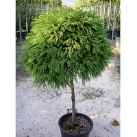 Криптомерия японская на штамбе купить