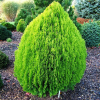 Туя Східна Ауреа Нана купить