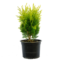 Туя восточная Ауреа Нана купить