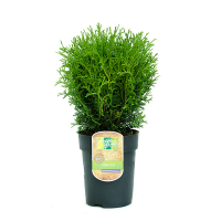 Туя западная Тини Тим купить