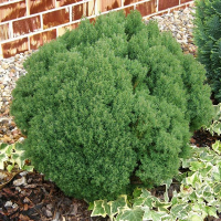 Туя западная Тедди купить