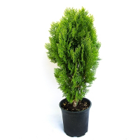 Туя восточная Ауреа Нана купить