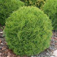 Туя западная Хосери купить