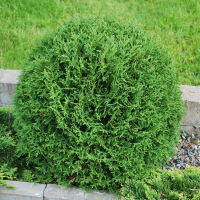 Туя западная Вудварди купить