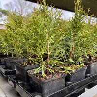 Туя западная Смарагд купить