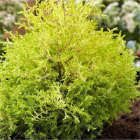 Туя западная Рейн Голд купить