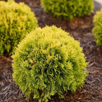 Туя западная Магический Шар Анны купить