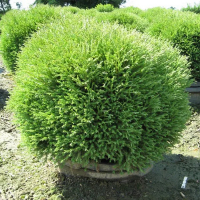 Туя западная Mr. Bowling Ball купить
