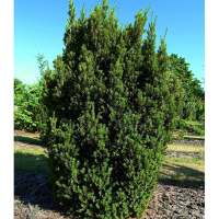 Тис средний Хиллии купить