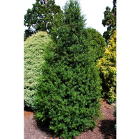 Тис ягодный купить