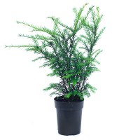 Тис средний Гроенланд купить