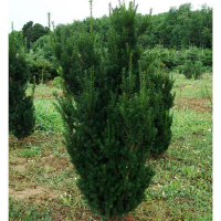 Тис средний Хиллии купить