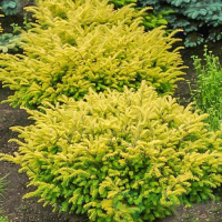 Тис ягодный Купферголд купить