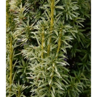 Тис ягодный Litfass купить