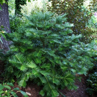 Цефалотаксус (Тисс головчатый) Фастигиата купить