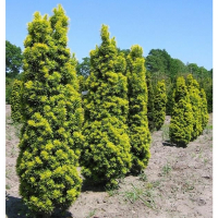Тис ягодный Фастигиата Ауреа купить