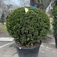 Тис ягодный шар купить