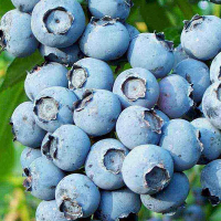 Голубика высокорослая купить