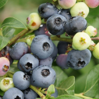 Голубика Дюк купить