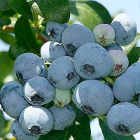 Голубика высокорослая Нельсон купить