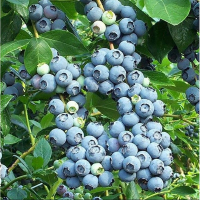 Голубика высокорослая Блю Голд купить