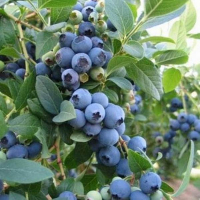 Голубика Эллиот купить