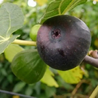 Инжир Ялтинский черный купить