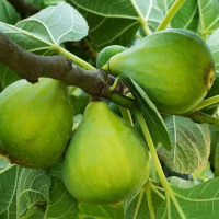 Инжир Карика Доттато купить