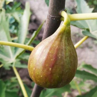 Инжир Рандино 3х-лет купить