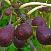 Инжир Карика Брожиотто Неро купить