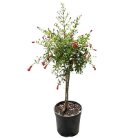 Гранат nana Gracilissima штамб купить